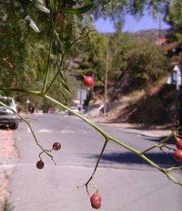 Pepper tree berries